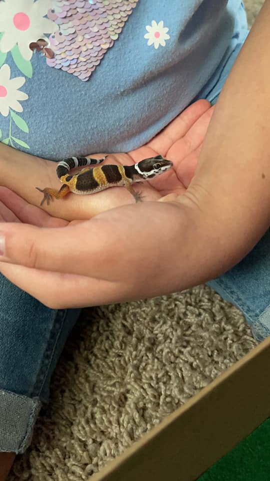 child holding lizard 